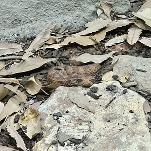 Common death adder (Acanthophis antarcticus)