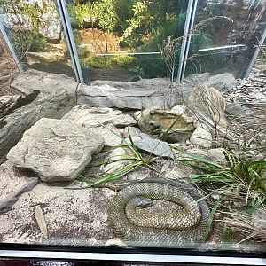 Tiger Snake Exhibit
