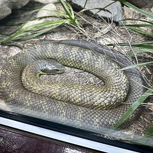 Tiger snake (Notechis scutatus)