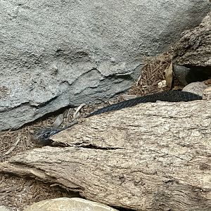 Red-bellied black snake (Pseudechis porphyriacus)