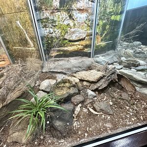 Red-bellied Black Snake Exhibit