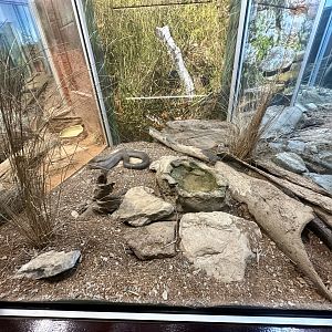Eastern Brown Snake Exhibit