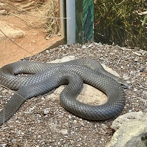 Eastern brown snake (Pseudonaja textilis)