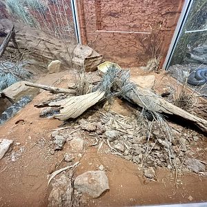 Inland Taipan Exhibit