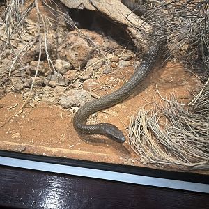 Inland taipan (Oxyuranus microlepidotus)