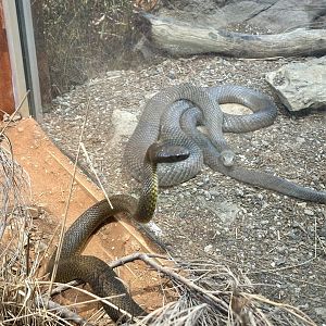 Inland taipan/Eastern brown snake