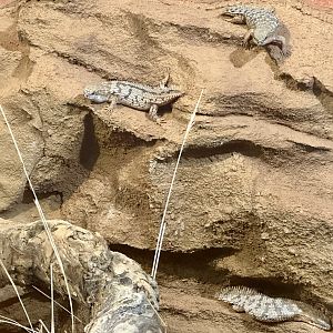 Pygmy Spiny-tailed Skink (Egernia depressa)