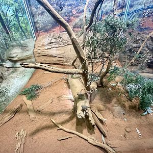 Central Netted Dragon Exhibit