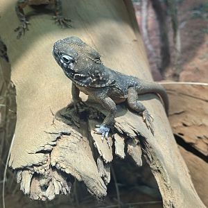 Central netted dragon (Ctenophorus nuchalis)