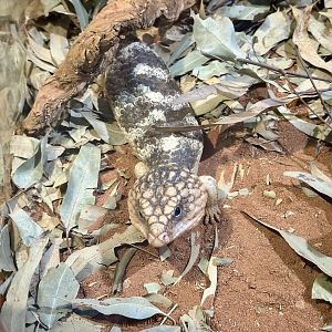 Shingleback skink (Tiliqua rugosa)