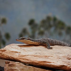 Kimberley Rock Monitor