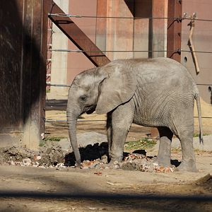 "Kirkja" African Elephant Calf