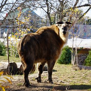 Sichuan Takin