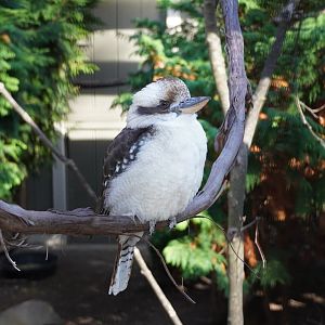 Laughing Kookaburra