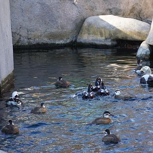 Various Waterfowl