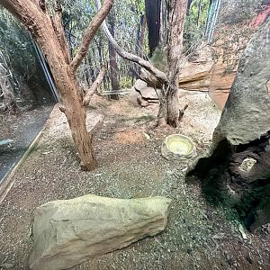 Frilled Lizard Exhibit