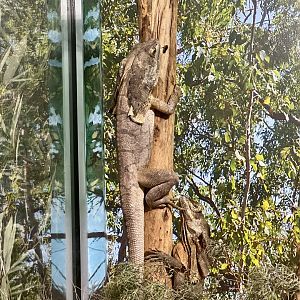Frilled lizard (Chlamydosaurus kingii)