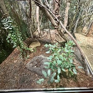 Boyd’s Forest Dragon Exhibit