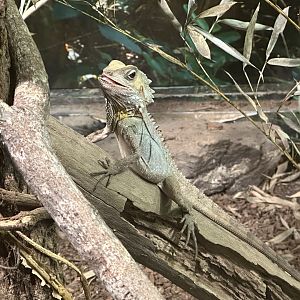 Boyd’s forest dragon (Lophosaurus boydii)