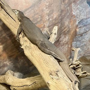 Merten’s water monitor (Varanus mertensi)