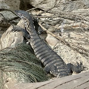 Heath monitor (Varanus rosenbergi)