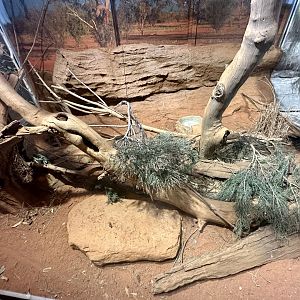 Black-headed Monitor Exhibit