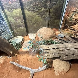 Rough-scaled Python Exhibit