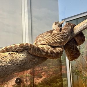 Rough-scaled Python (Morelia carinata)