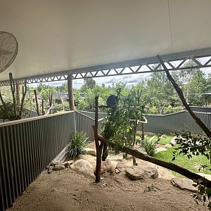 Koala Exhibit