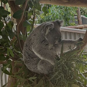 Koala (Phascolarctos cinereus)