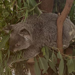 Koala (Phascolarctos cinereus)