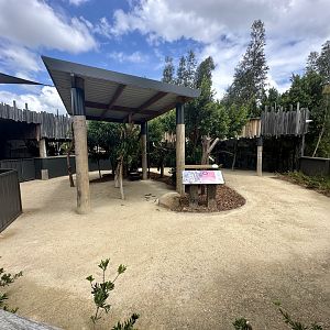 Koala Exhibit