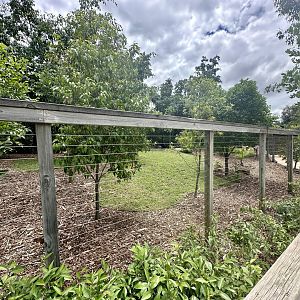 Southern Cassowary Exhibit