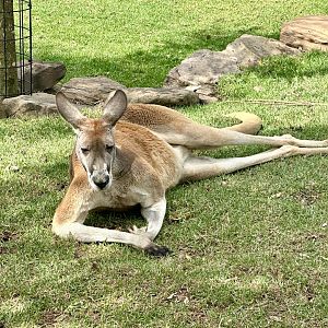 Male Red Kanagroo