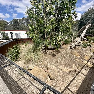 Lace Monitor Exhibit