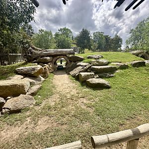Yellow-footed Rock Wallaby