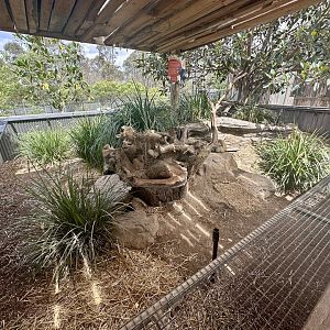 Tasmanian Devil Exhibit