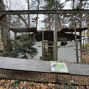 Black vulture exhibit