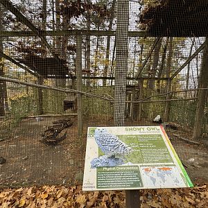 Snowy owl exhibit