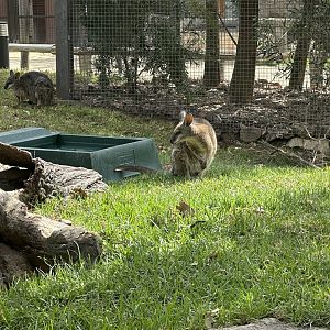 Tammar wallaby (Notamacropus eugenii)