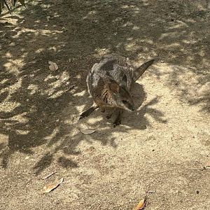 Tammar wallaby (Notamacropus eugenii)