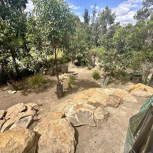Tammar Wallaby Exhibit