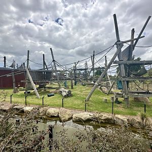 Common Chimpanzee Exhibit