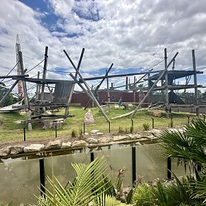 Common Chimpanzee Exhibit