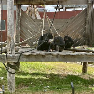 Common Chimpanzees
