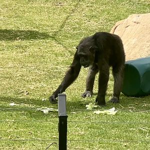 Common chimpanzee (Pan troglodytes)