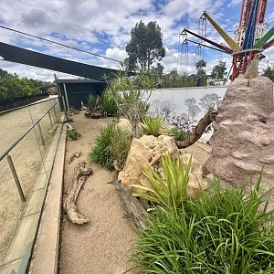 Slender-tailed Meerkat Exhibit 2