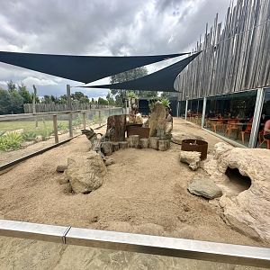 Slender-Tailed Meerkat Exhibit 1