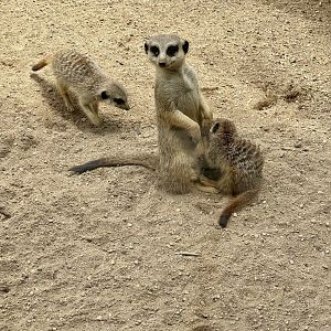 Slender-tailed Meerkat Nursing Young