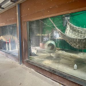 Sumatran Orangutan Day Room